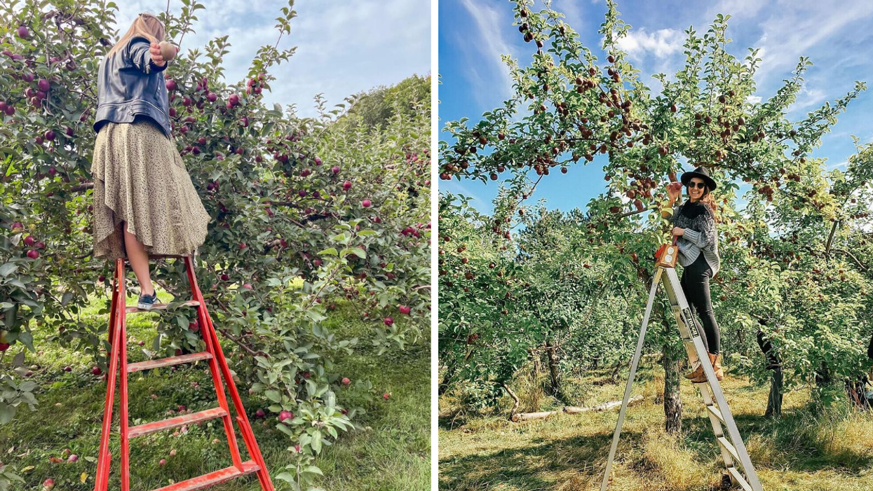Apple picking at Quebec apple orchards.