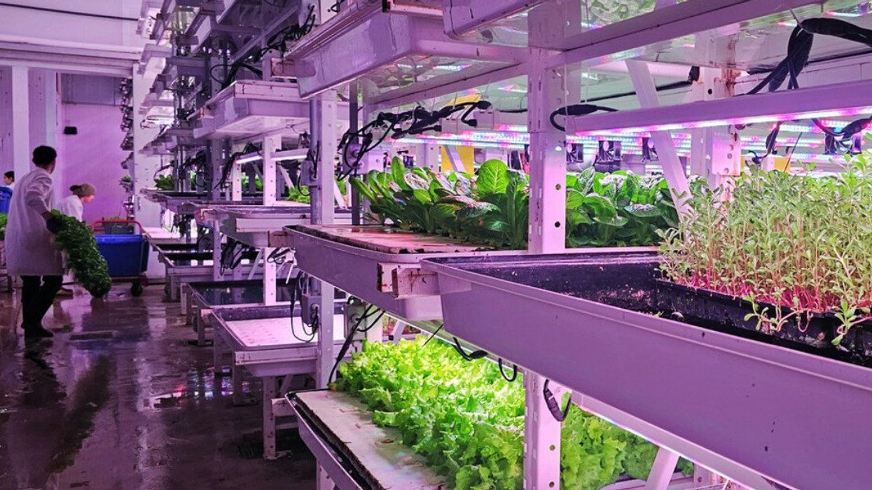 AquaVerti workers carry palettes of lettuce past the multilevel hydroponic system filled with sprouts.