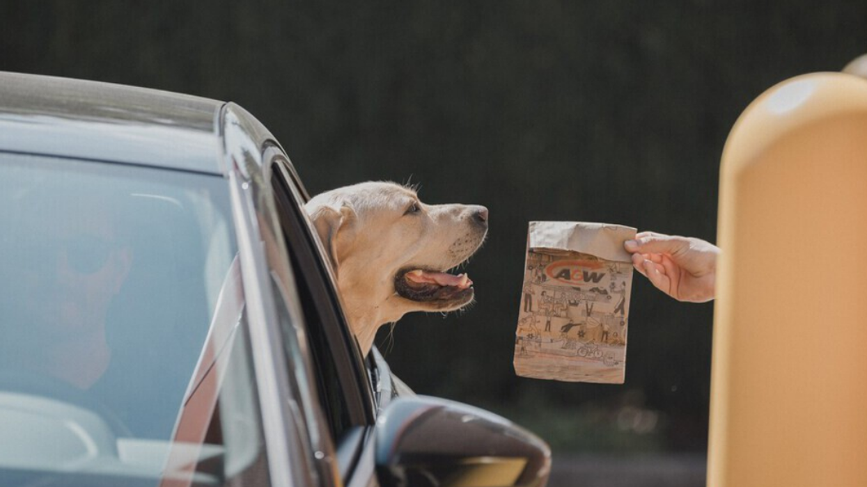 At the A&W drive-thru, a dog pokes its head out of the car window as someone hands over a take-out bag.