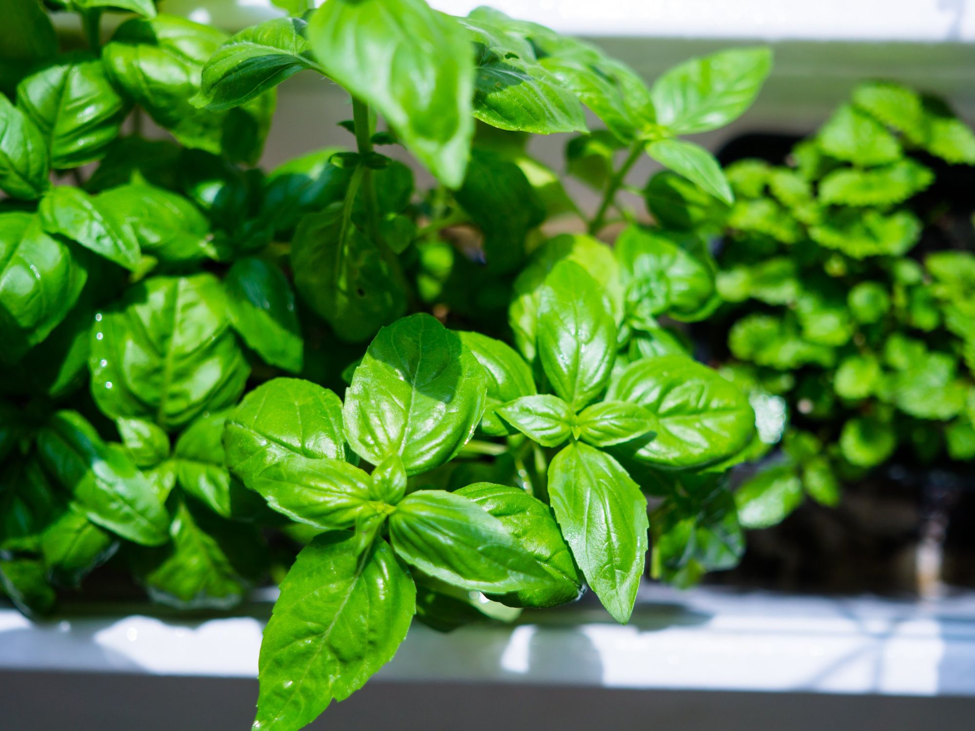 Basil plants.