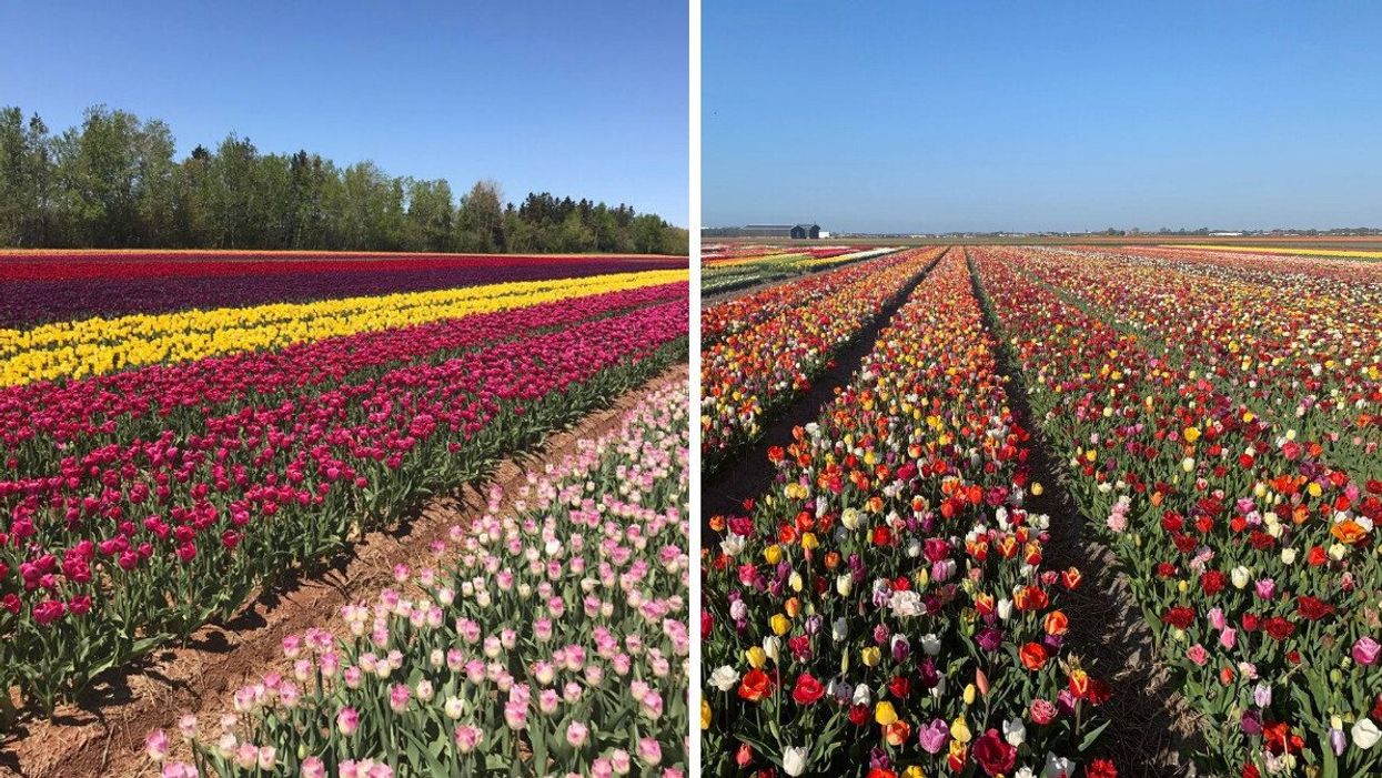 Blooming flowers in Tulipes.ca fields in Laval and Boucherville.