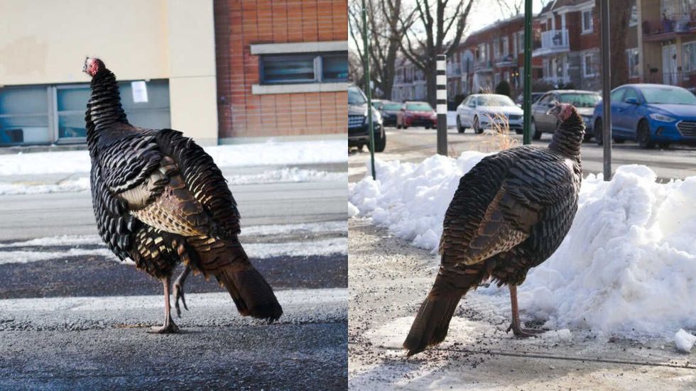 Butters The NDG Turkey Has Been Roaming The City & Spreading Joy To Weary Montrealers