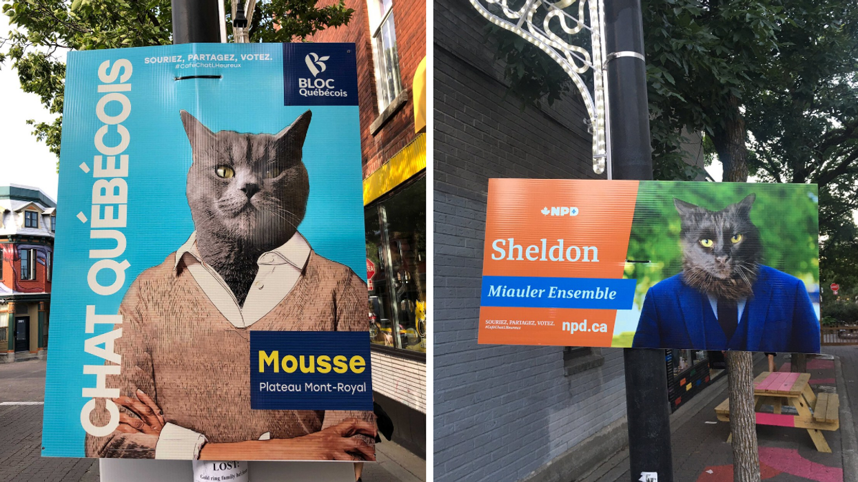 Cat Election Signs Are Popping Up In Montreal & They're Pretty Purr-suasive