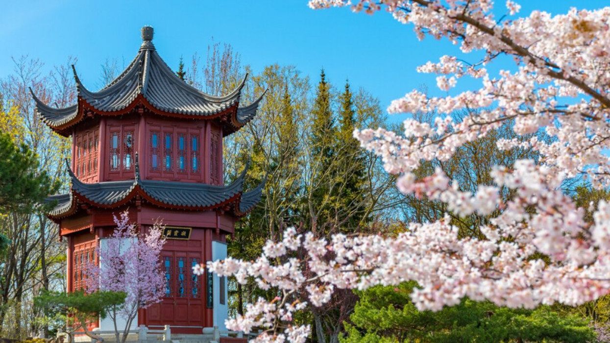 Cherry blossoms bloom at Montreal's botanical garden.