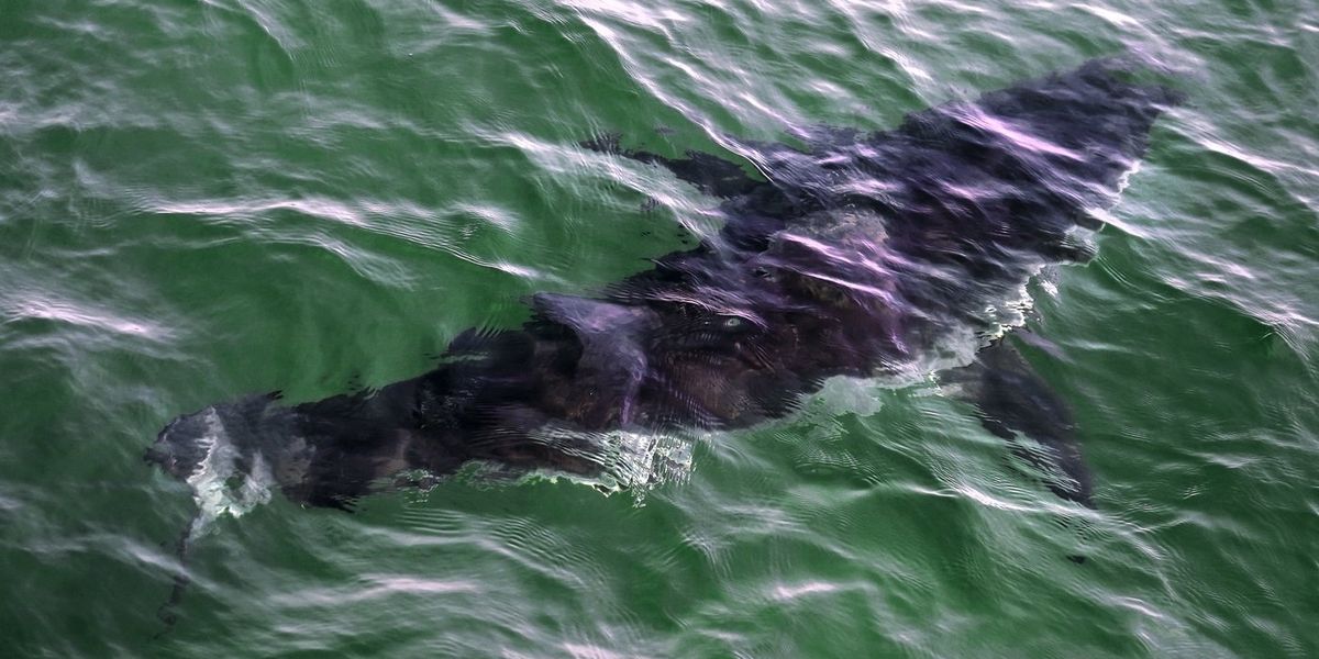 Diver hospitalized after apparent white shark encounter in Quebec Diver hospitalized after apparent white shark encounter in Quebec