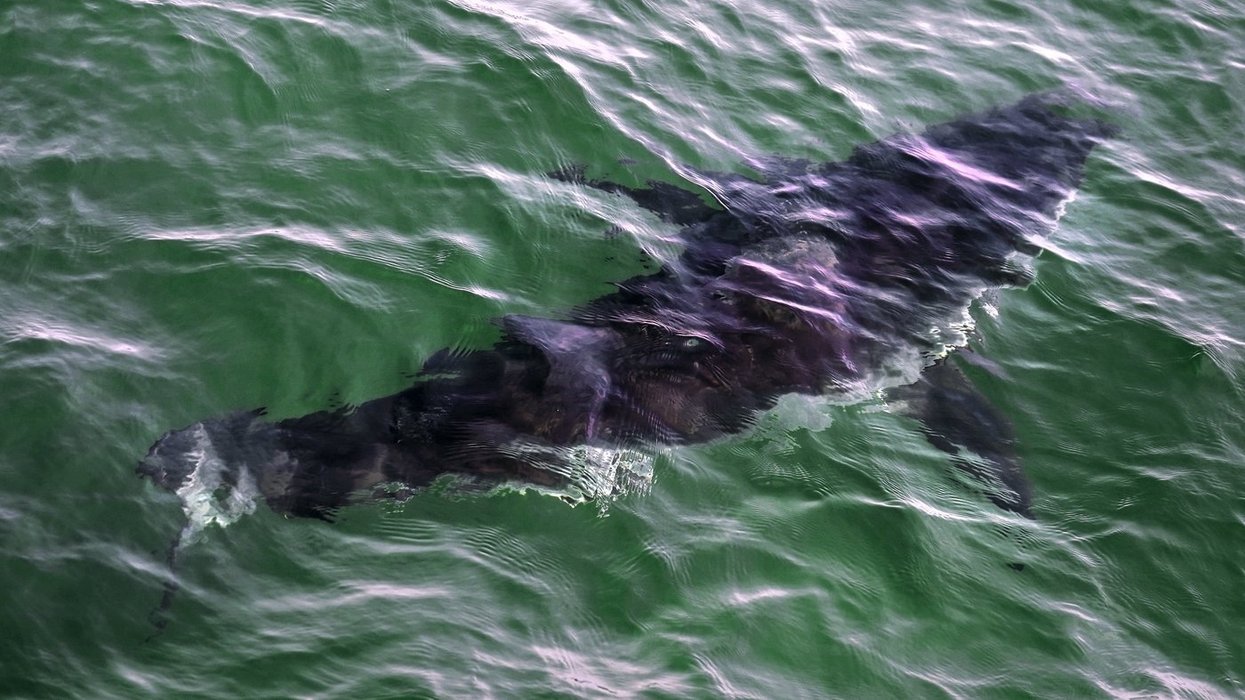 Diver hospitalized after shark encounter off Percé