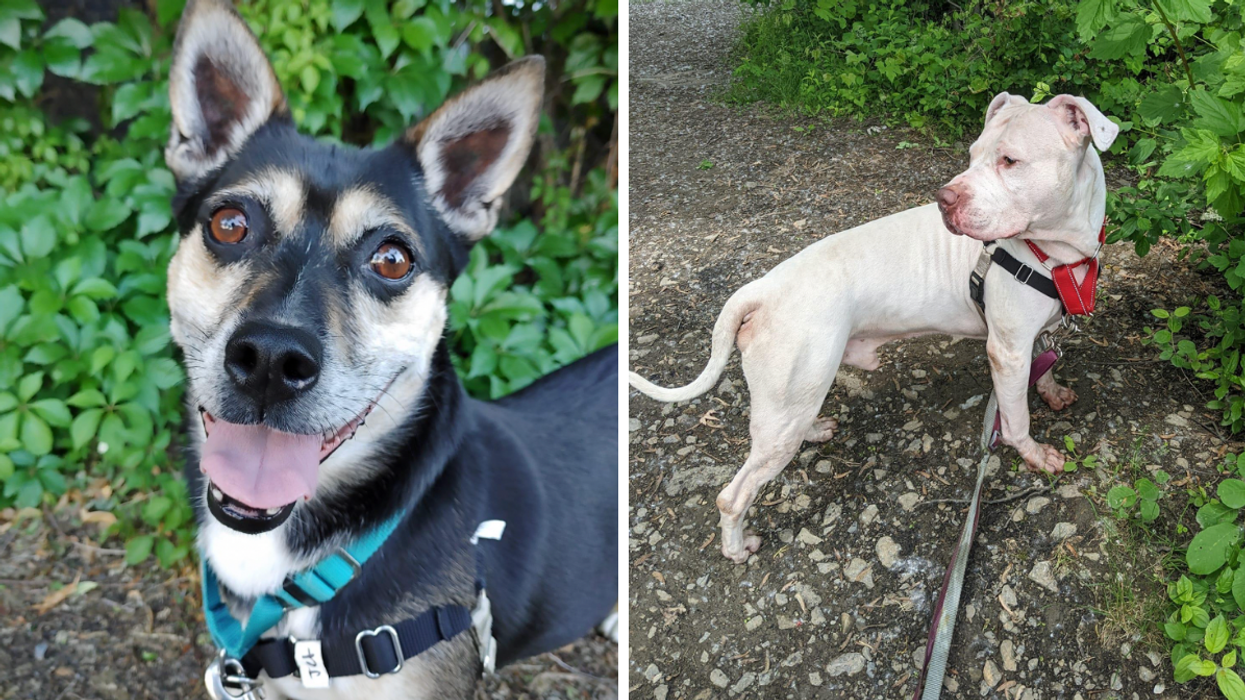 Spca monteregie best sale dogs adoption