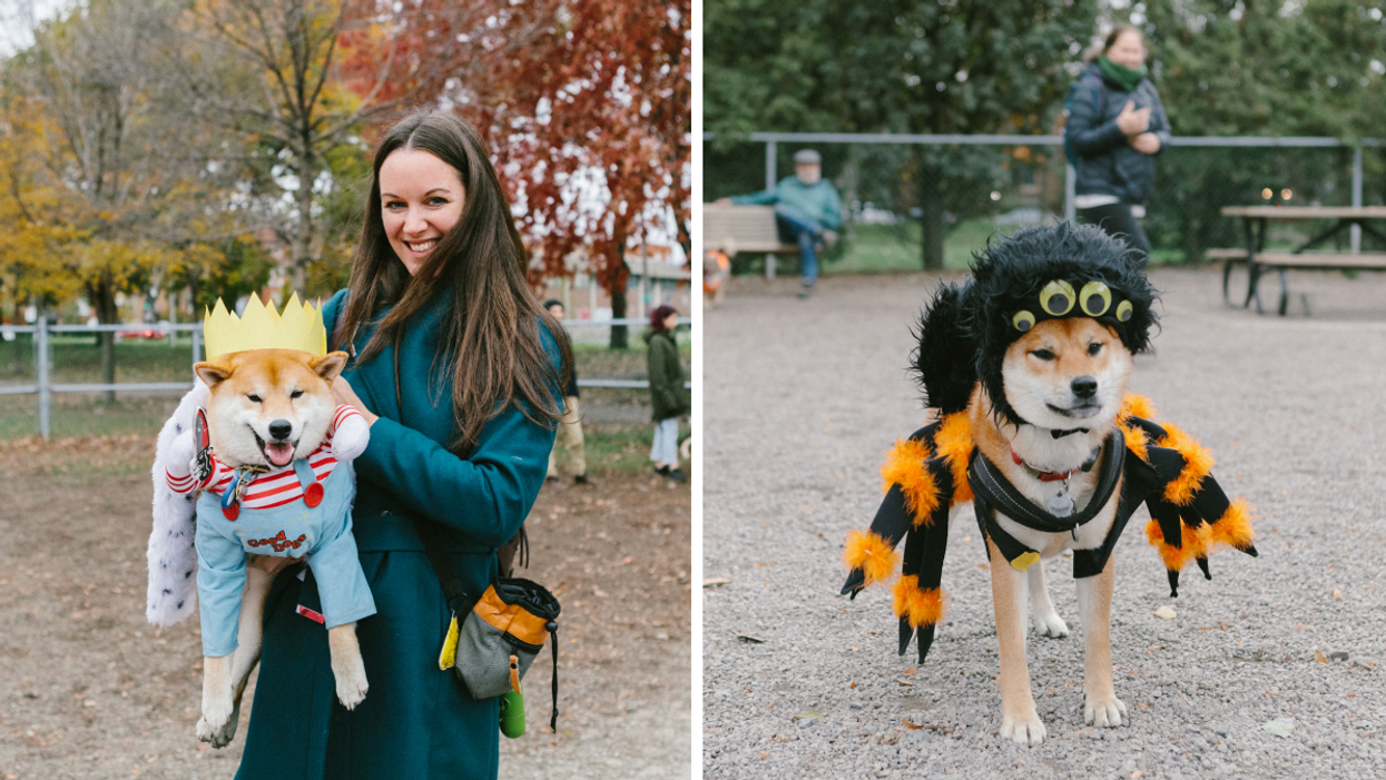 Shiba halloween costume 2025