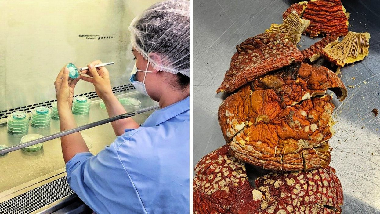 Eloïse Grondin-Bouchard propagates spores on agar plates. Right: Dried fly agaric mushroom caps.