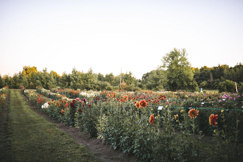 You Pick You Own Flowers At Quebec's Au Beau Pré Farm MTL Blog