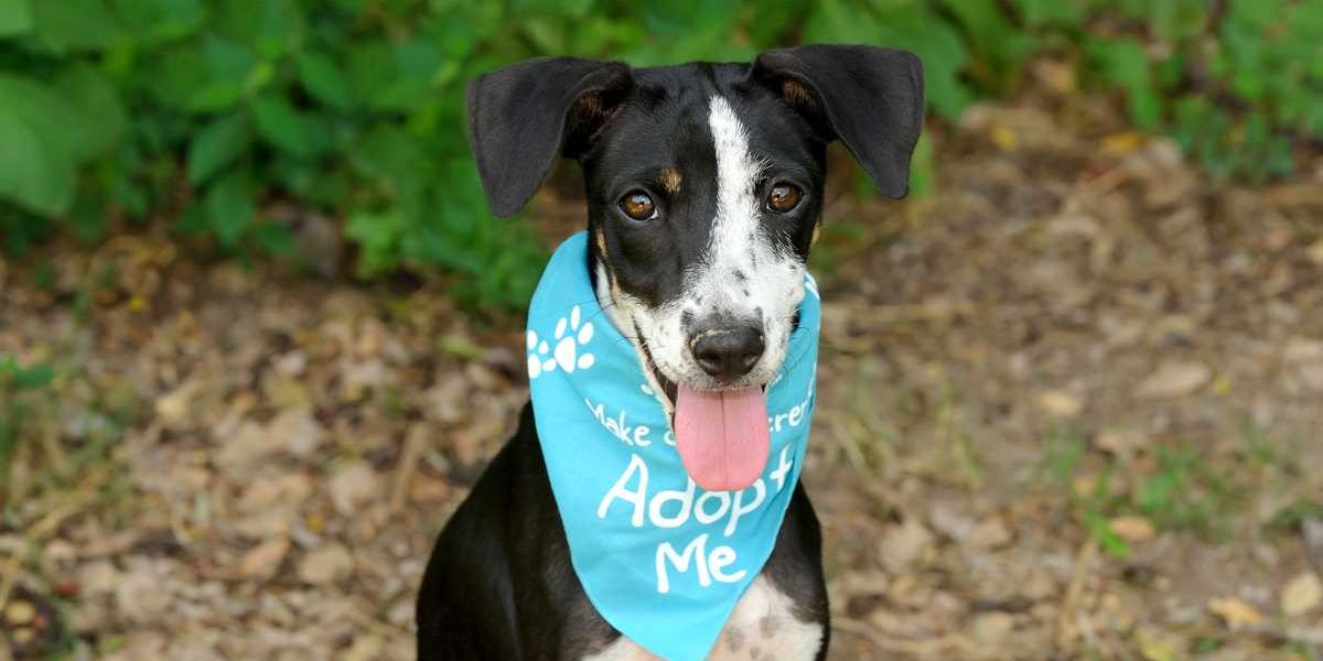 The Montreal SPCA Is Waiving Adoption Fees All Weekend For