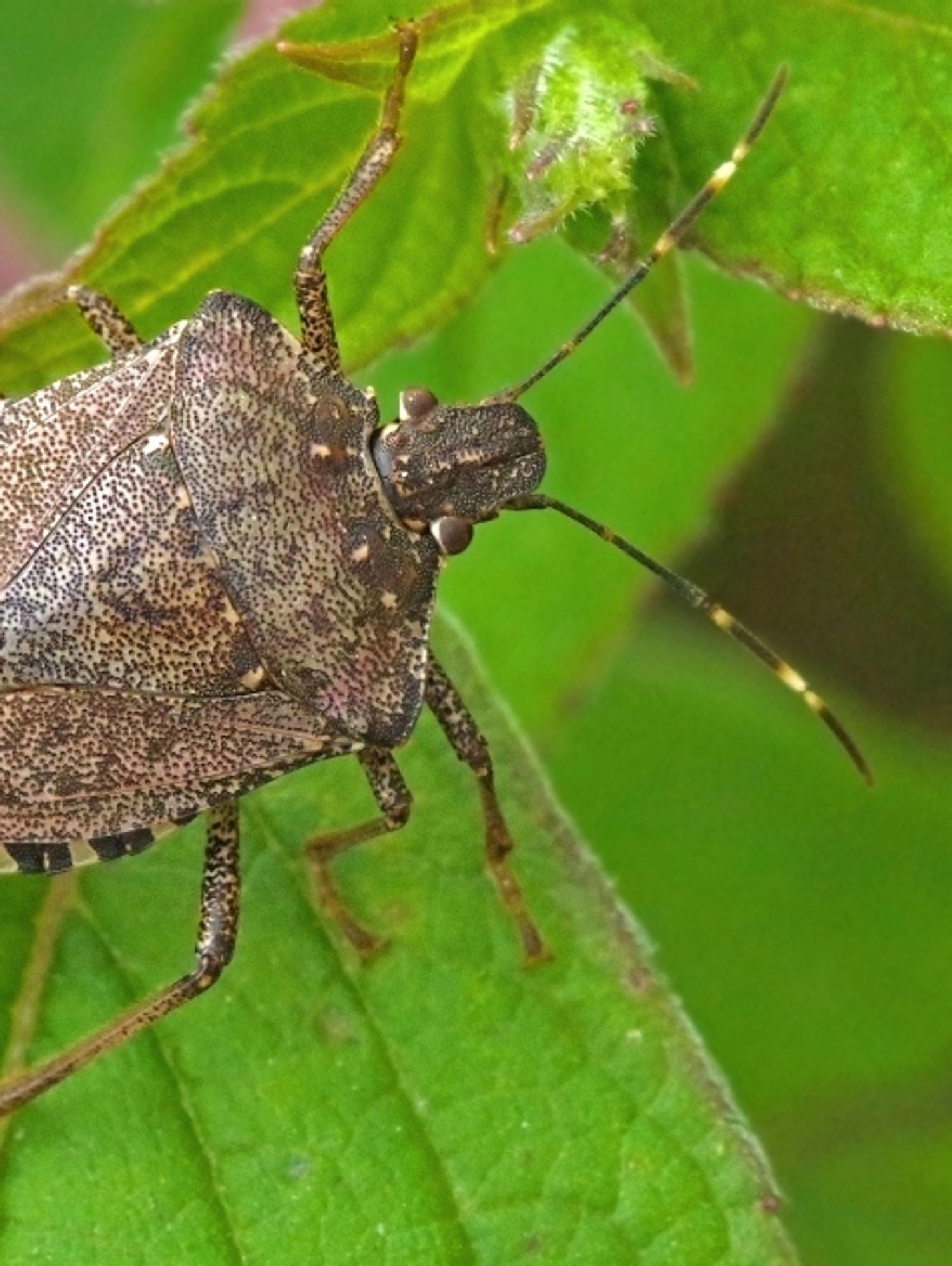 Asian Stink Bugs Are About To Swarm Quebec, Biologists Warn MTL Blog