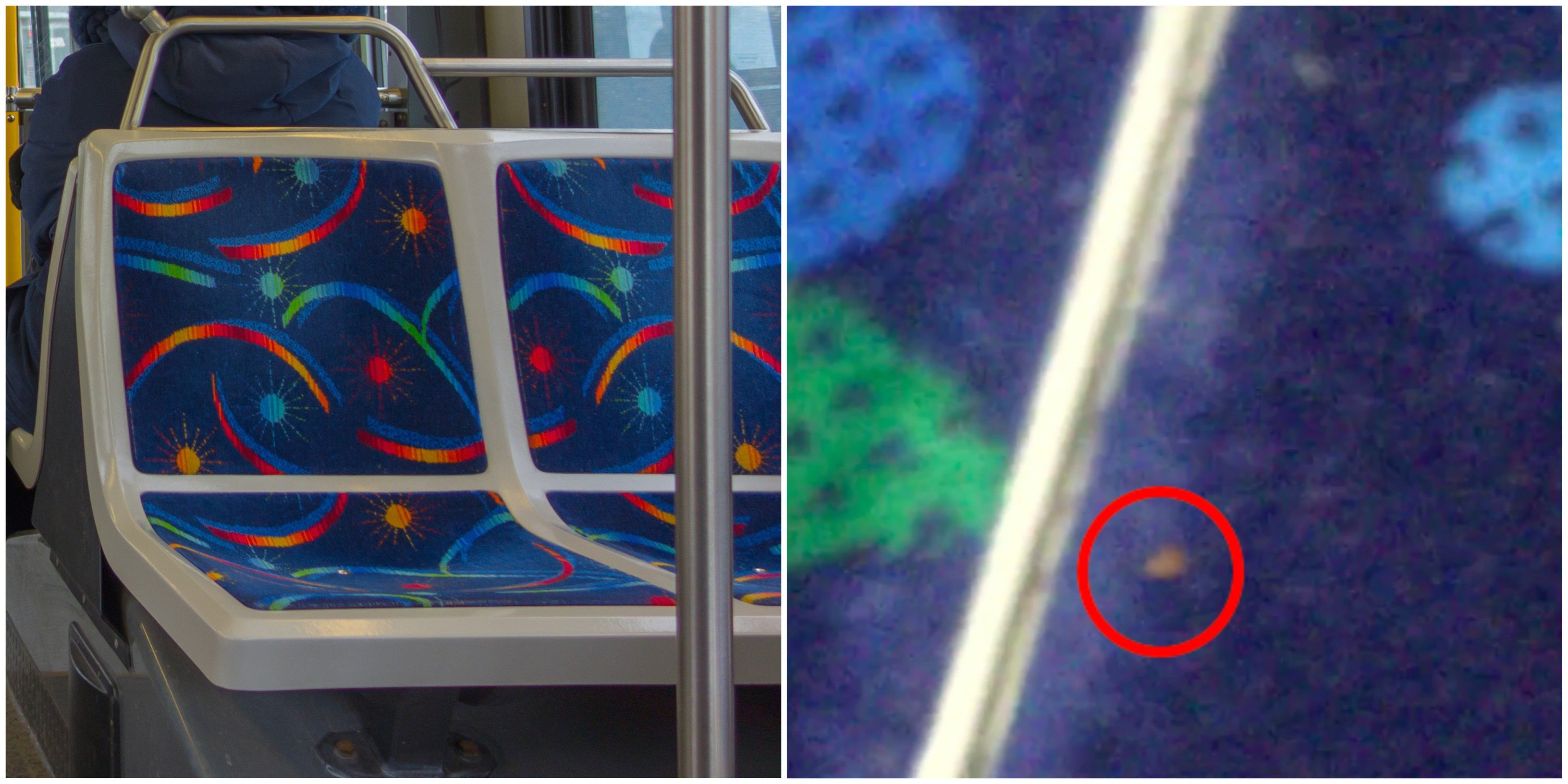 Bed Bug Allegedly Found On Montreal STM Bus (Video) MTL Blog
