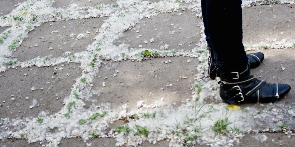 Here's Why That "Fluffy White Stuff" Is Flying Everywhere Around