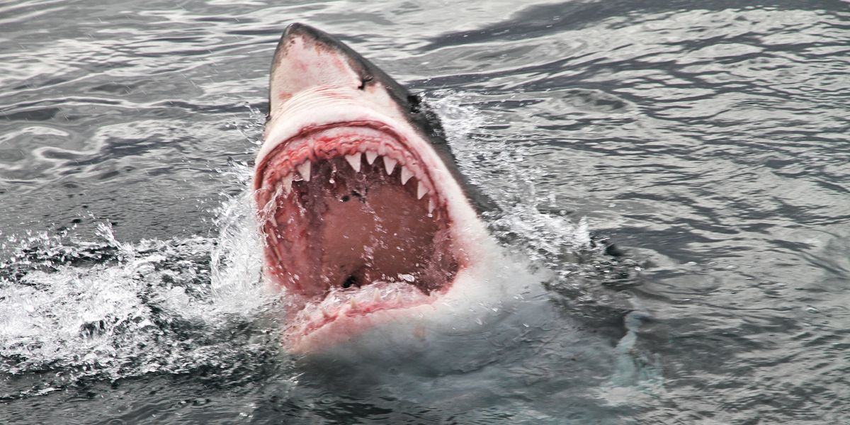 Great White Sharks Have Been Spotted Lurking In Canadian Waters MTL Blog
