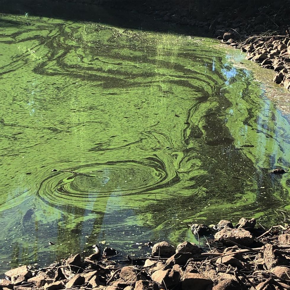 Dangerous Airborne Bacteria From Lake Algae Could Harm People And Pets