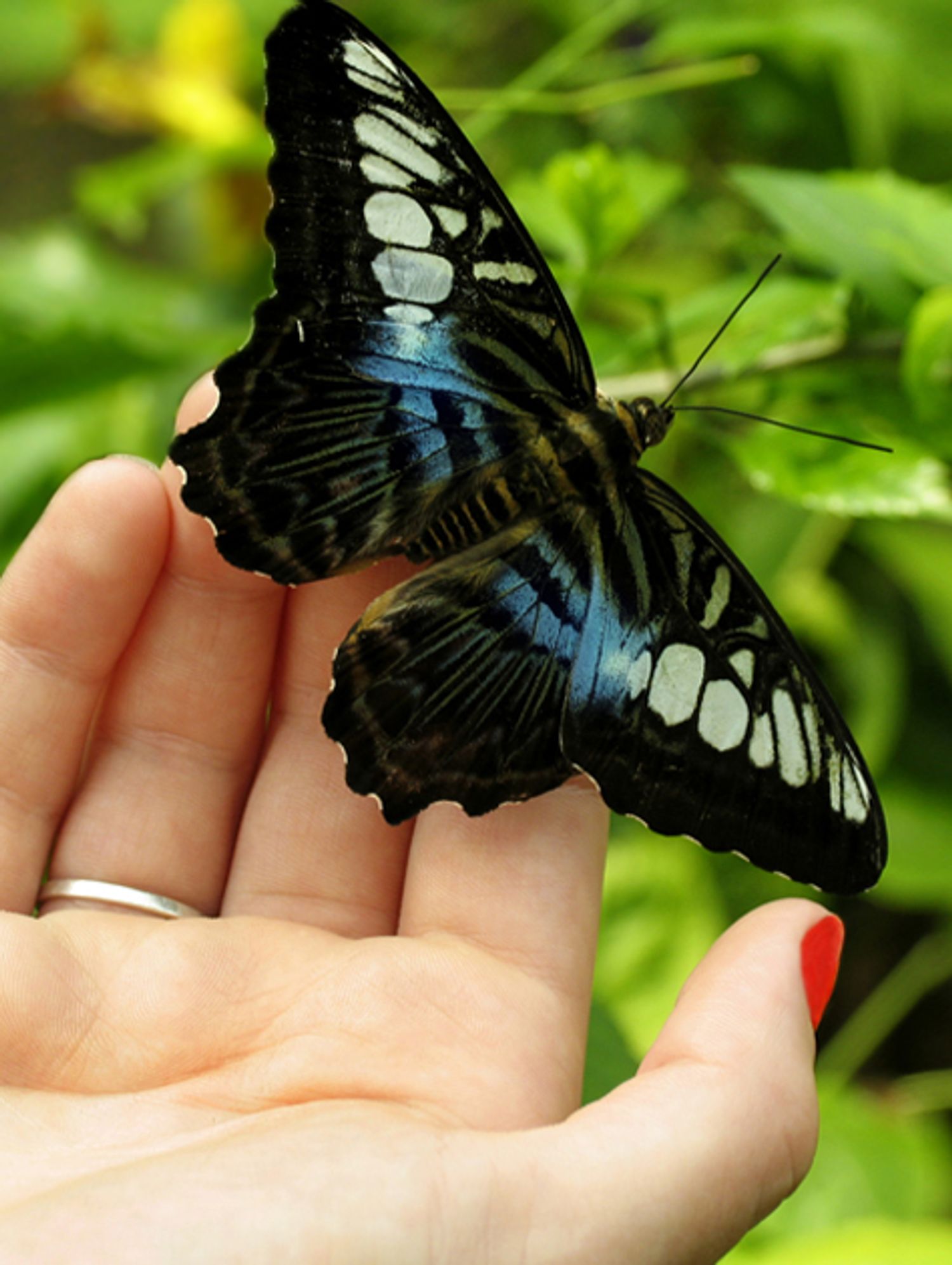 Photos Of Montreal's "Butterfly Festival" At Jardin Botanique MTL Blog