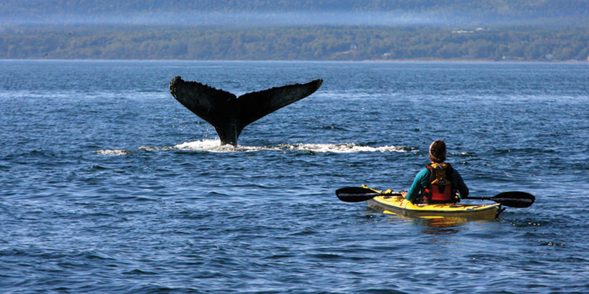 You Can Actually Kayak With Whales In Quebec This Summer MTL Blog