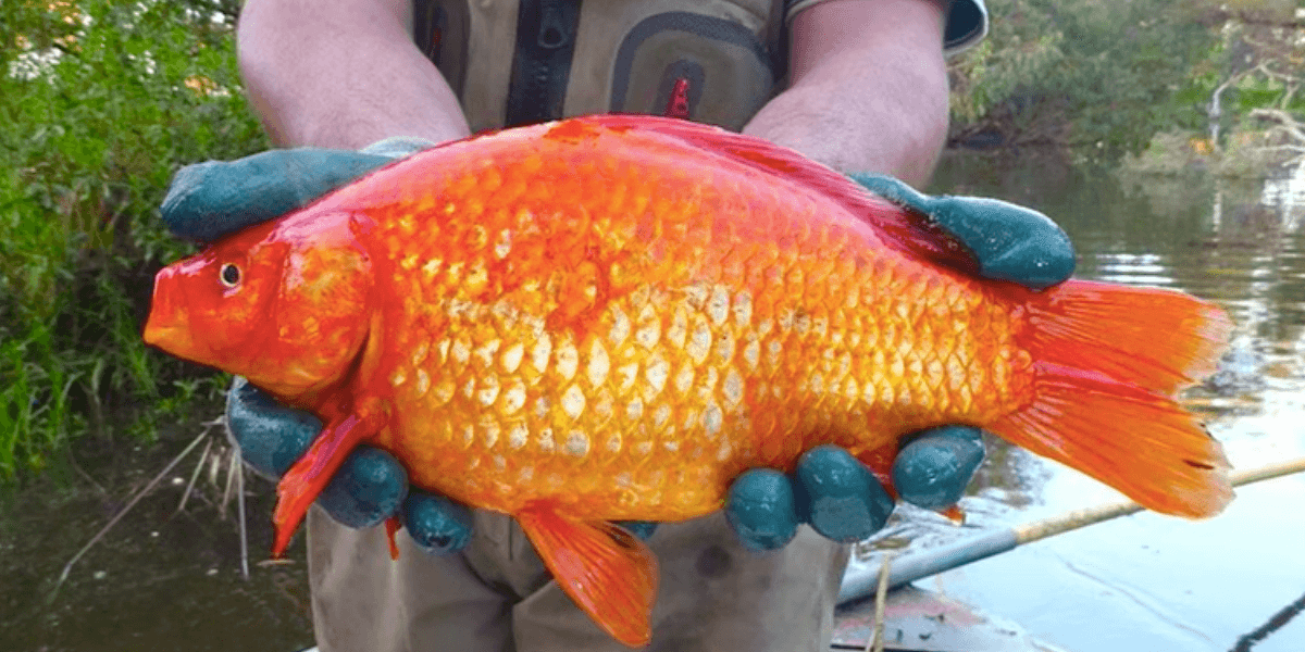 Giant Goldfish Are Infesting Canadian Waters MTL Blog