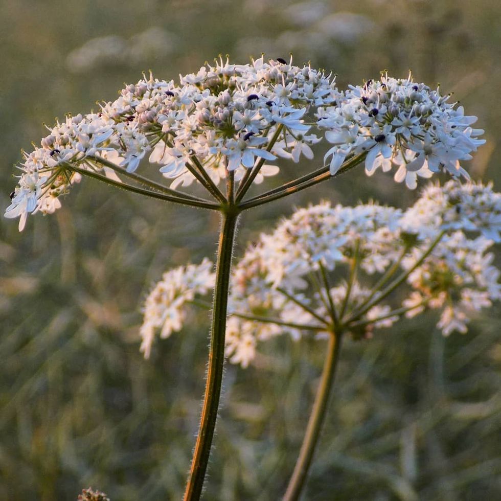 Canada's Most Dangerous Plant Has Been Spotted All Over Quebec MTL Blog