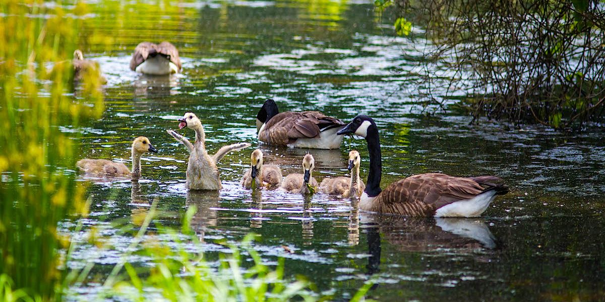 50 Canada Geese Found Mysteriously Dead Outside Montreal (Video) MTL Blog