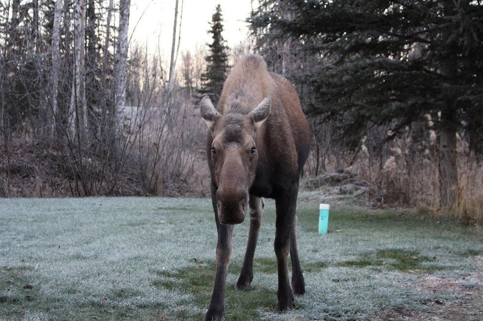 How To Survive A Moose Attack MTL Blog