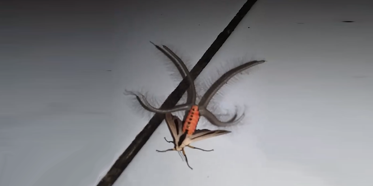 Video Showing The World's "Creepiest Insect" Is Going Viral, Because