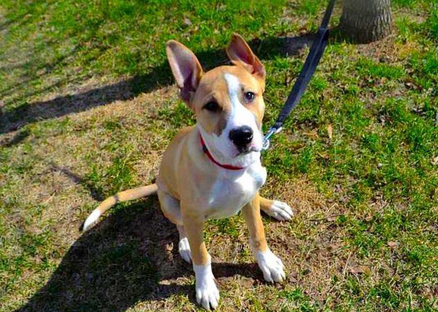 Puppies You Can Adopt In Montreal This June 2015 MTL Blog