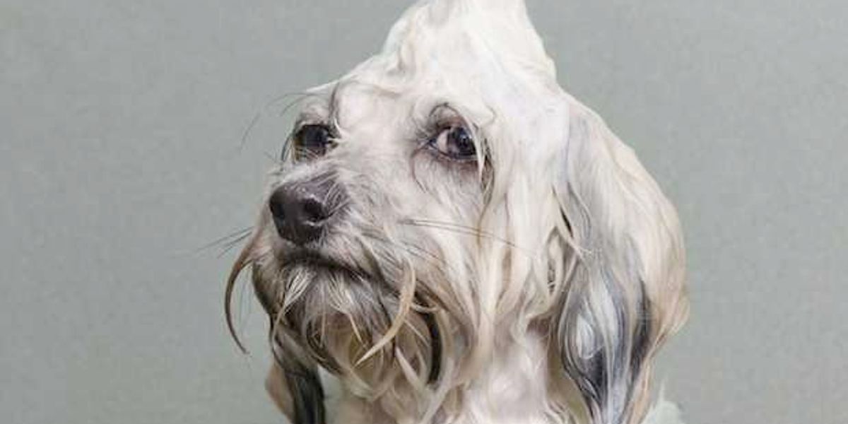 These 12 Puppies Just Got Washed By Their Owners And The Result Is