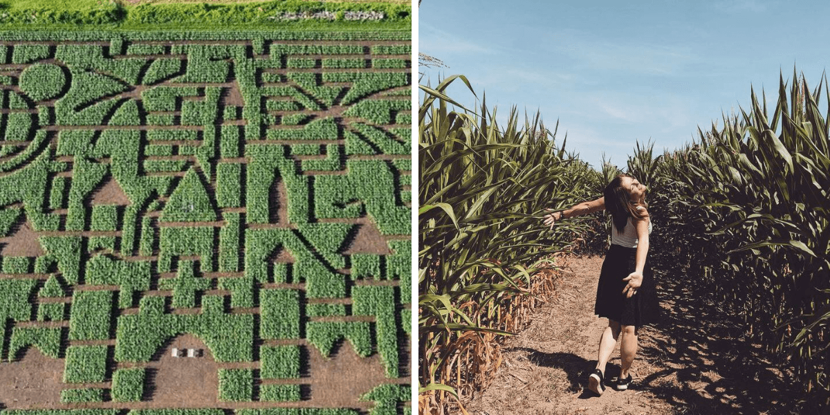 7 Giant Corn Mazes Near Montreal ​Where You Can Lose Yourself In The Magic Of Fall - Vimarsana News