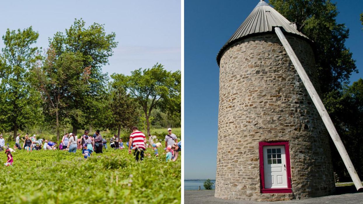 Families picking strawberries in Montreal suburb Notre-Dame-de-L'Île-Perrot. Right: Colonial windmill on Île Perrot.