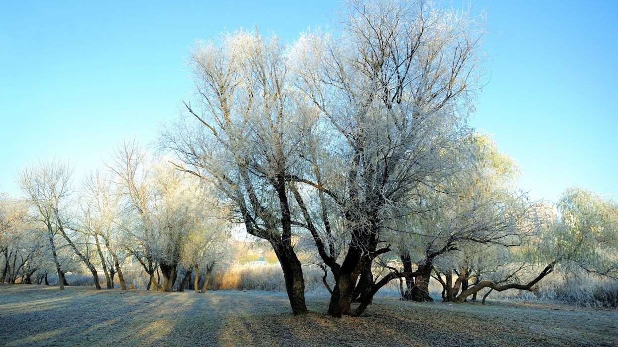 First frost on a tree and field (illustrative).