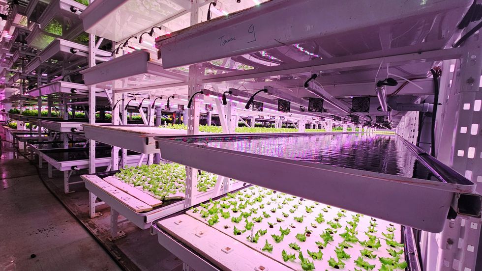 Five columns and seven rows high of farm shelving filled with green sprouts, including one area entirely filled with water from the automatic watering system.