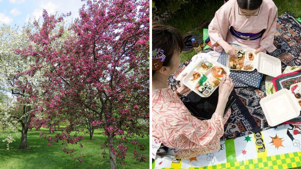 Flowering pink and white crabapple blossoms at the Montreal Botanical Garden. Right: Two people in Japanese clothing eat Bento box lunches at the Jardin botanique's O-hanami picnic.