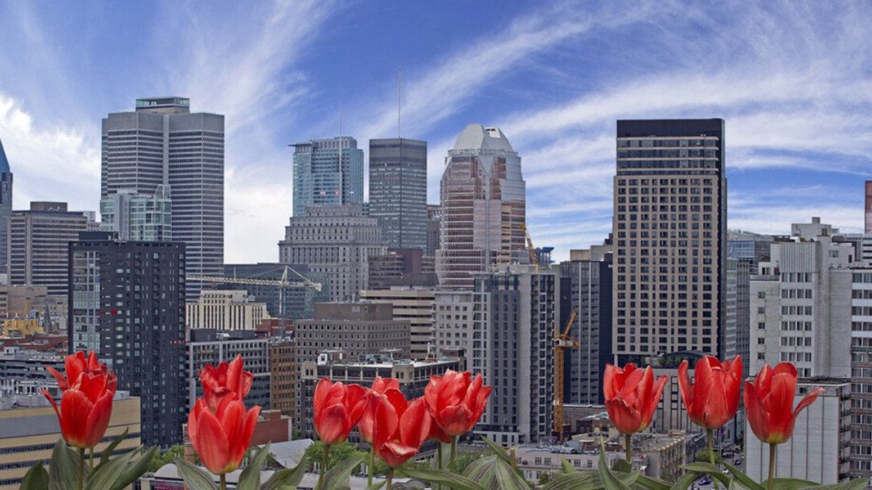 Flowers in front of the Montreal skyline.