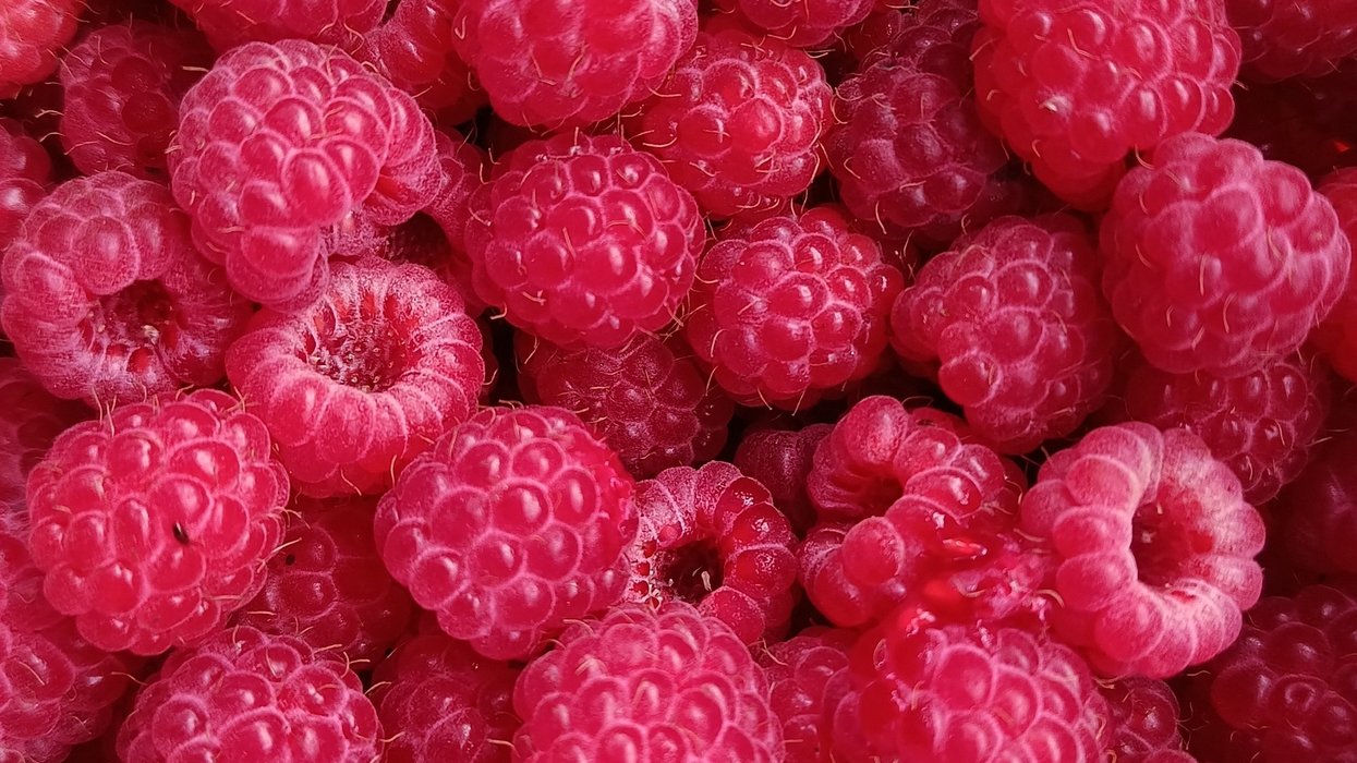 Fresh raspberries, just picked in the countryside.