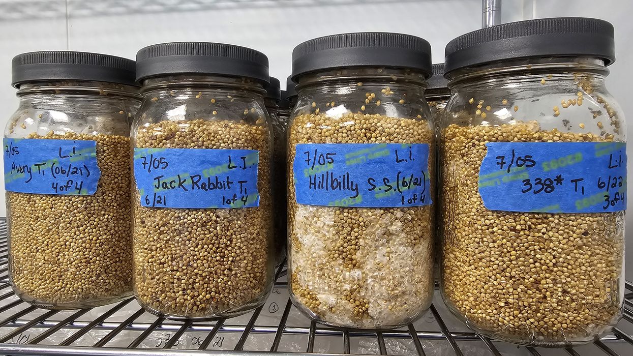 Glass jars filled with grain and selected spores.
