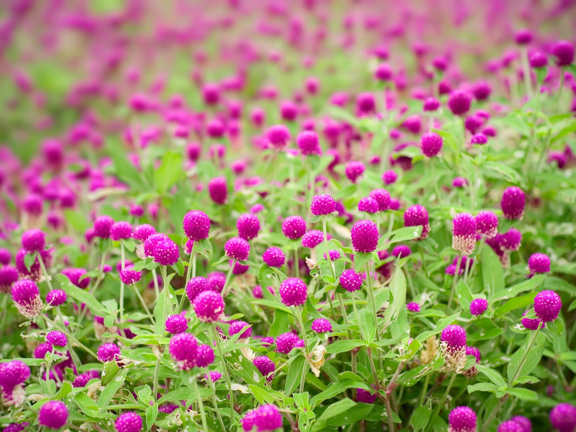 Gomphrena purple flowers.
