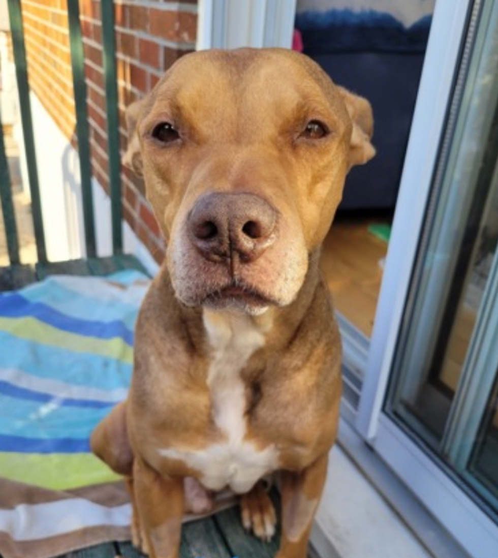 Guizmo the dog from the Montreal SPCA.