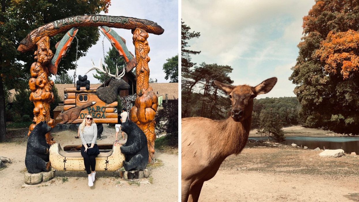 Helena smiles at Parc Omega. Right: A female elk surrounded by fall foliage.