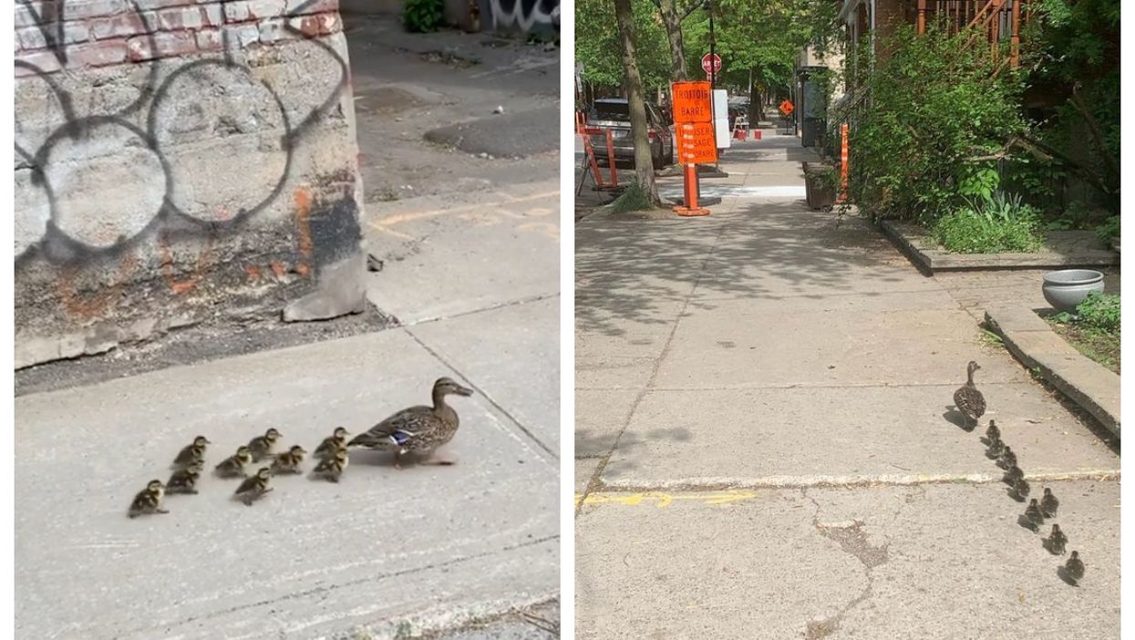 A Lost Duck Family Trekked 3 km Through The City & A Montrealer Helped Them Out (VIDEO)