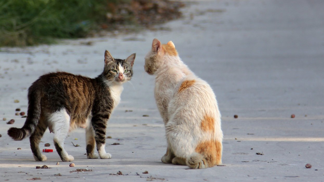 Various 'Decapitated Cats' Have Reportedly Been Found In Montreal's West Island Recently