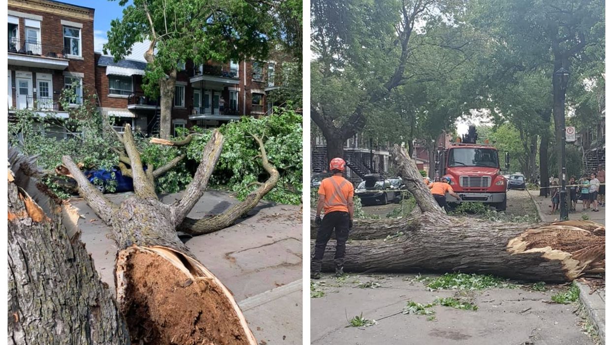 Strong Winds In Montreal Knocked Down A Huge Tree & It Fell On A Car (PHOTOS)