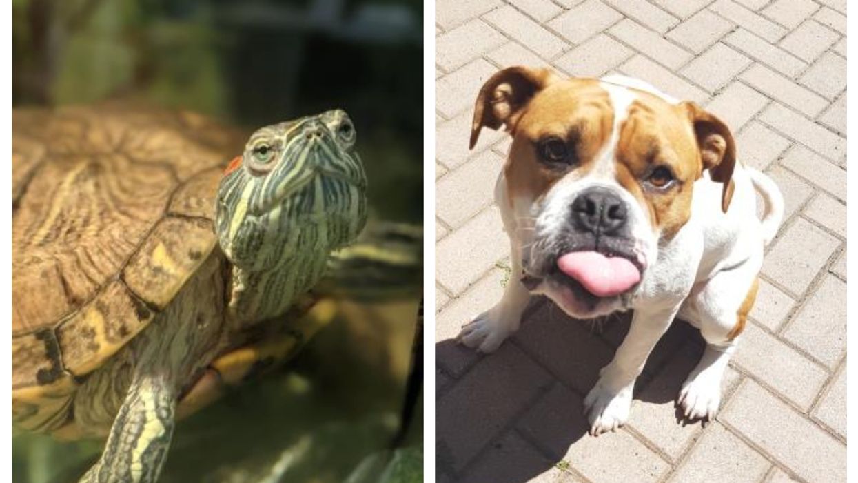 8 Adorable Animals Looking For Forever Homes At The Montreal SPCA Right Now (PHOTOS)