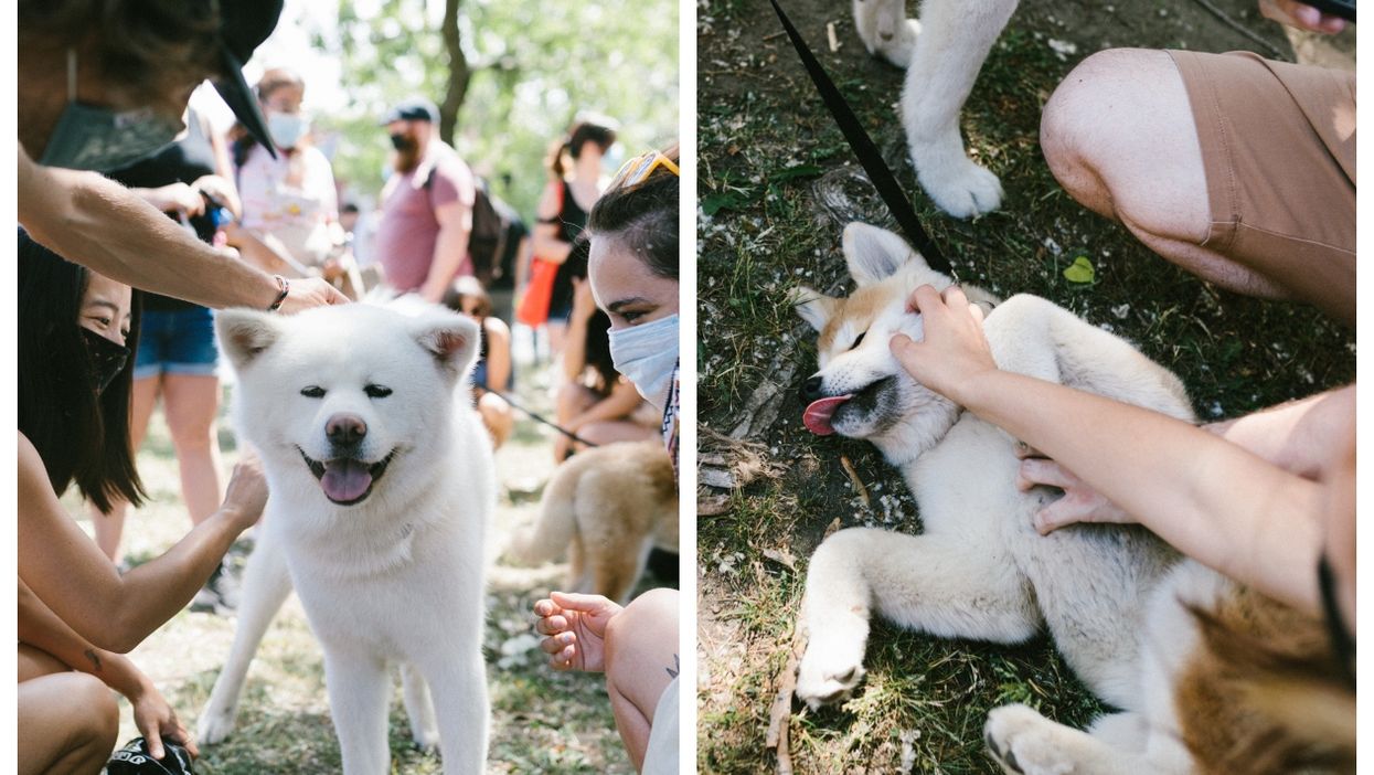Montreal Hosted A Huge Shiba Inu Party & This Is Probably What Heaven Looks Like (PHOTOS)