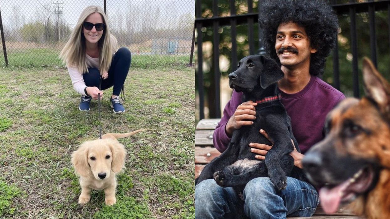 9 Dog Parks In Montreal To Bring Your Fur Baby