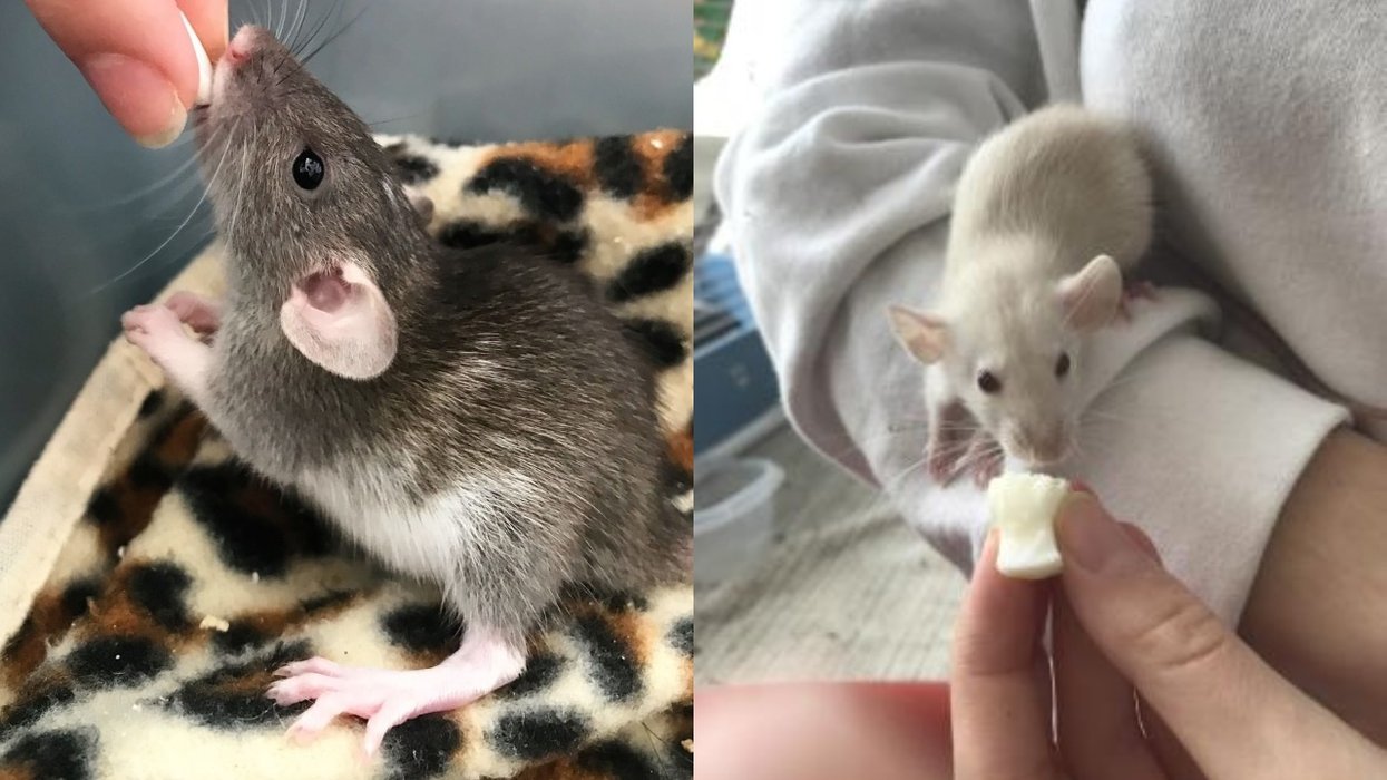 The SPCA Is Trying To Find Homes For These Baby Rats If You Need A Lockdown Buddy (PHOTOS)