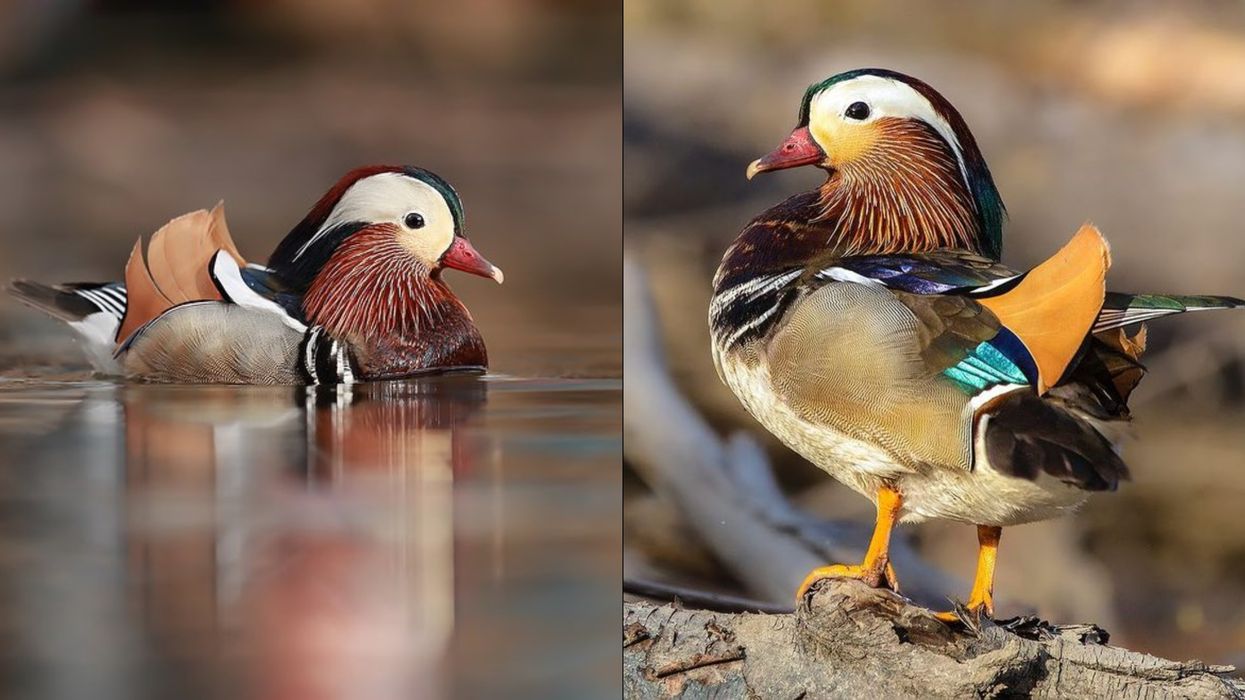 A Breathtaking Mandarin Duck Turned Up In Laval & No One Knows How It Got There