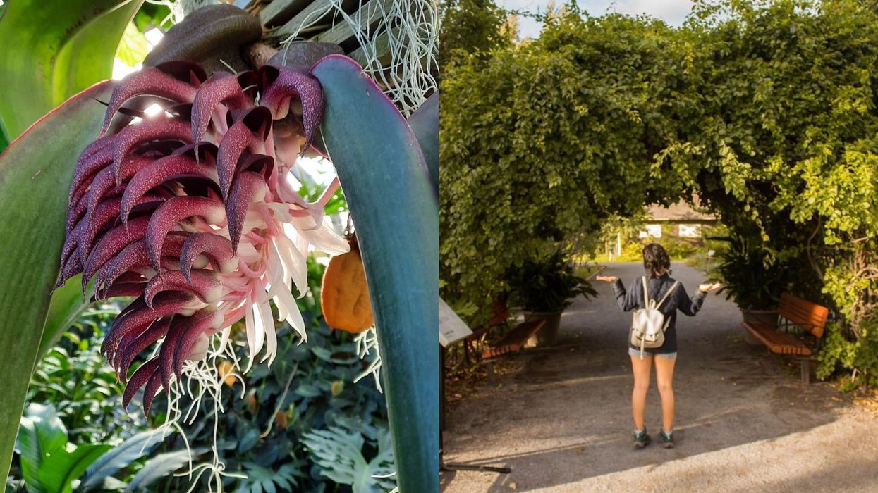 This Botanical Garden Calendar Shows Exactly Which Flowers Are Blooming & When To See Them