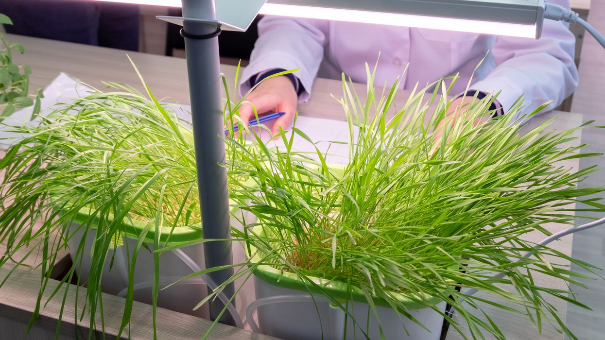 A Quebec Company Found A Possible COVID-19 Treatment That Uses Plants To Make Antibodies